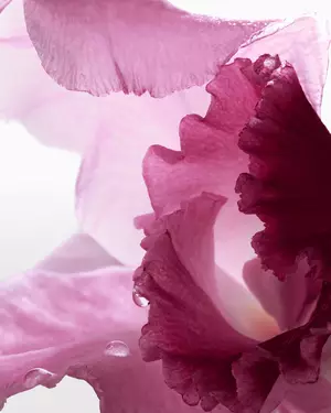 Illustration parfum floral Lancome