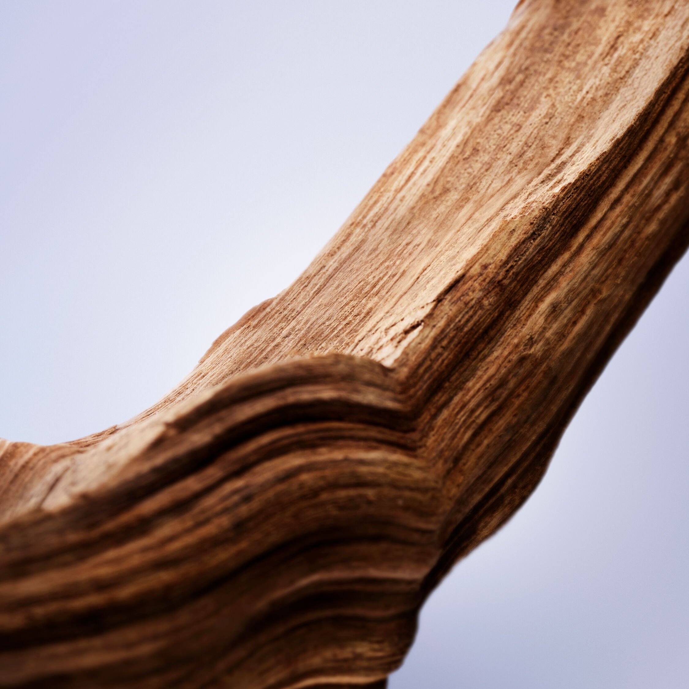 La Vie est Belle Rose Extraordinaire 