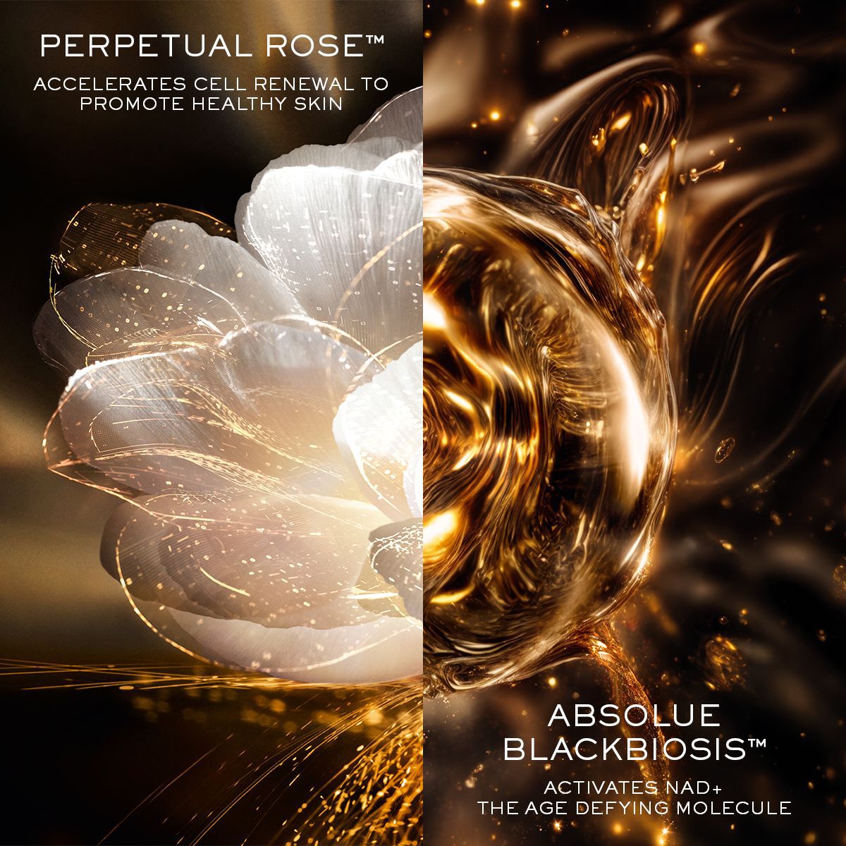 Absolue L'Extrait The Elixir Concentrate