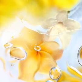 O Zenith Eau de Toilette