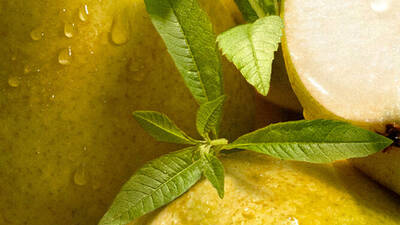 [Visuel ingredient - zoom sur des branches de verveine]