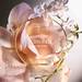 Absolue 6am Rose Eau De Parfum