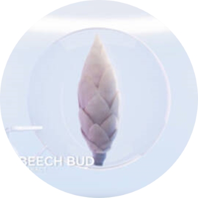 french beech bud extract ingredients